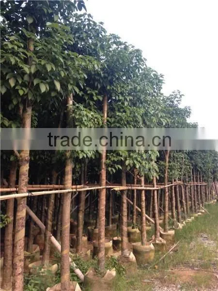 Big size Bischofia polycarpa tree seedling from China