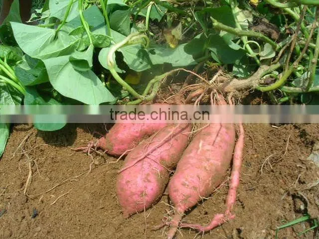 sweet potato pellets(pet food)