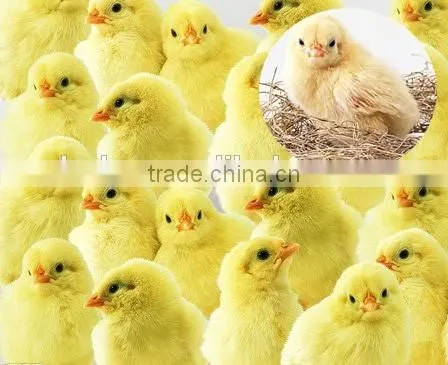 New type Electronic chicken mouth cutting machine/chicken debeaking machine