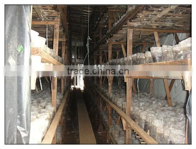 mushroom planting greenhouse film,black film for agaricus,Oyster Mushroom