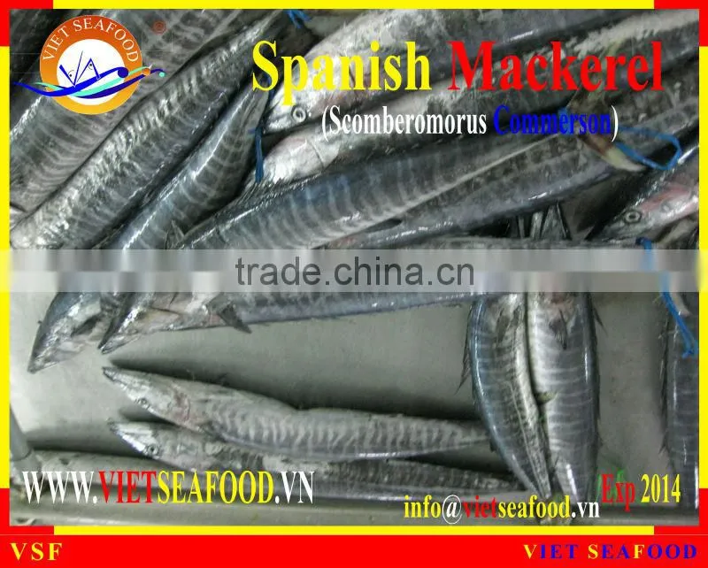 FROZEN SPANISH MACKEREL W/R