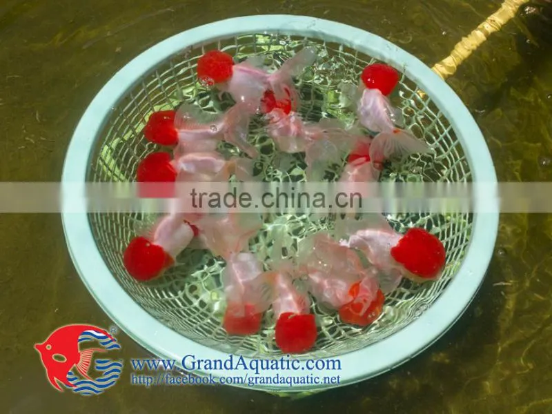 Aquarium Fish Farm