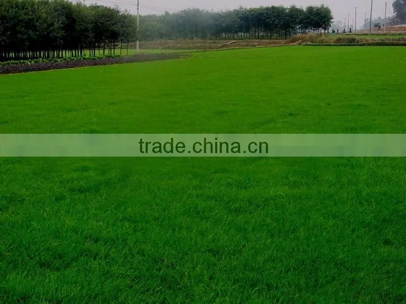 2016 New High Quality Grass Seeds Bermuda Grass Seeds For Sale