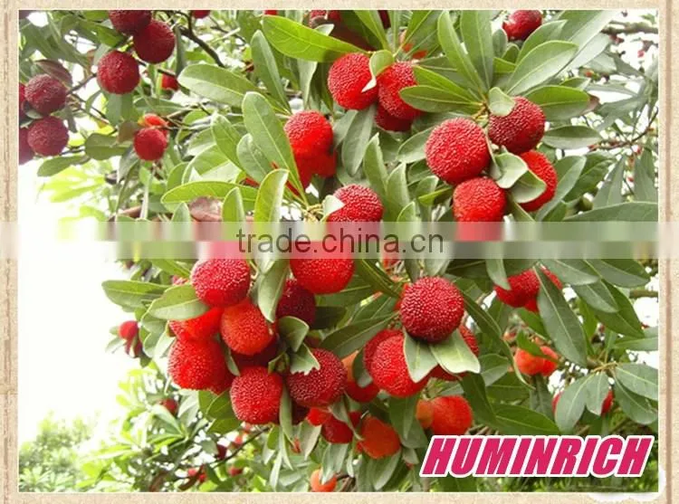 FAQ 27--Effect Of Seaweed Fertilizer On Red Bayberry
