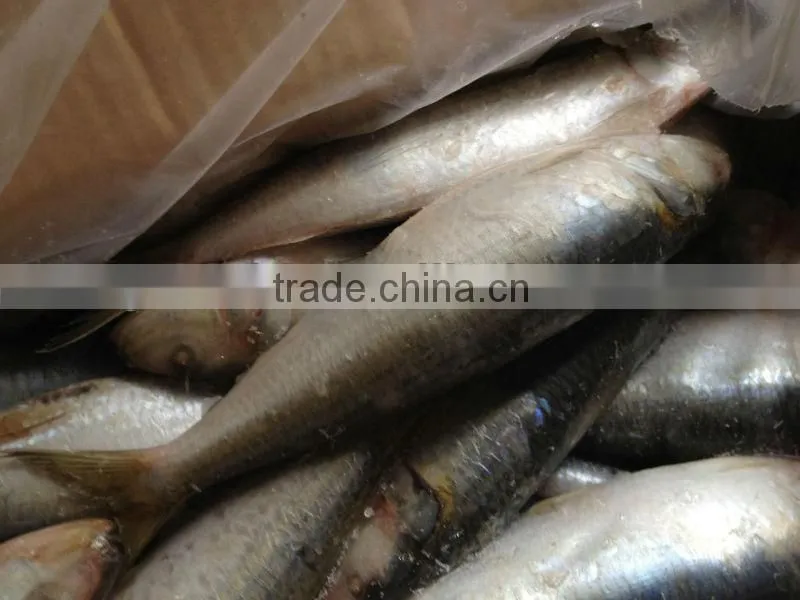 Frozen fish whole round 20-30pcs/kg for canned sardine