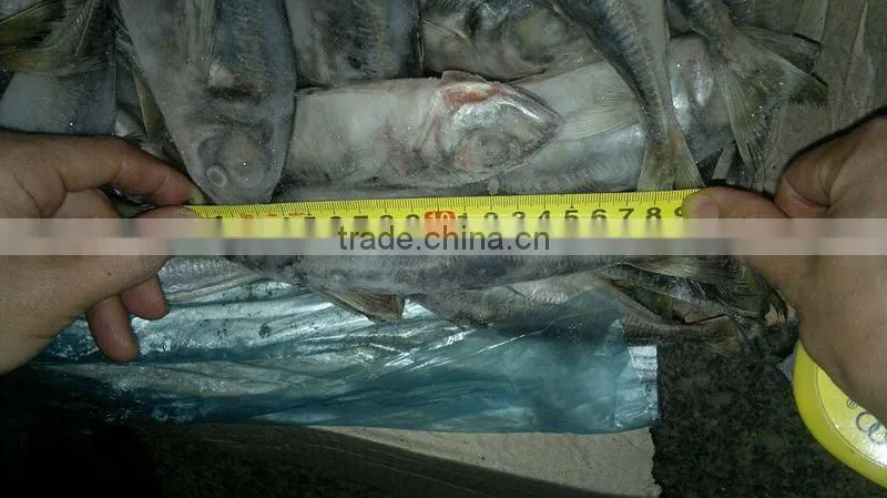 Frozen fish supplier at China