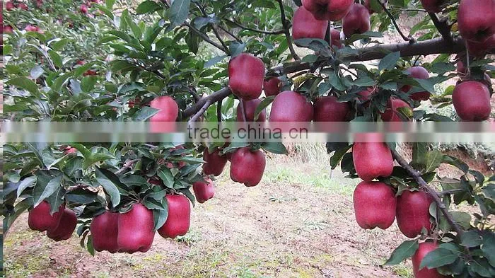Red Delicious Apple Gansu huaniu apple