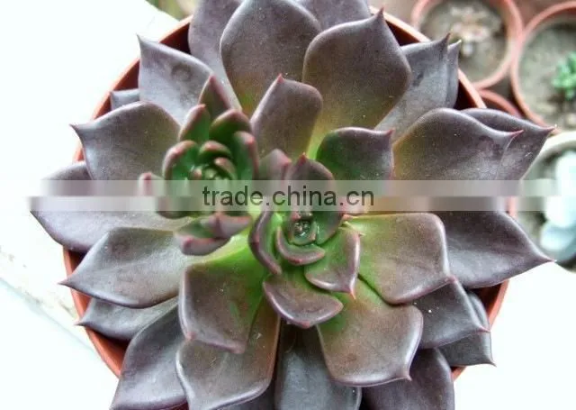 Echeveia 'Black Prince' of succulent plants