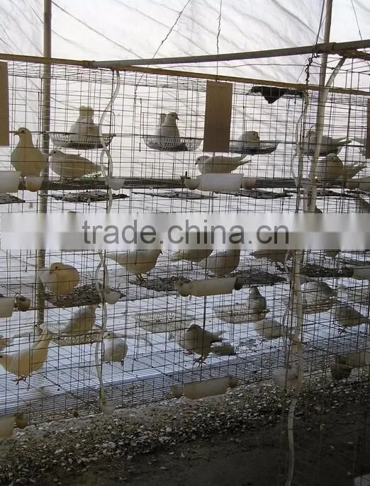 3 layers 12 doors pigeon cages for poultry farm