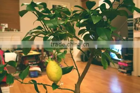 Veranda greening space magic planting pot