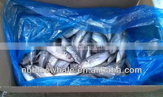 New Ningbo frozen fish brand canned mackerel