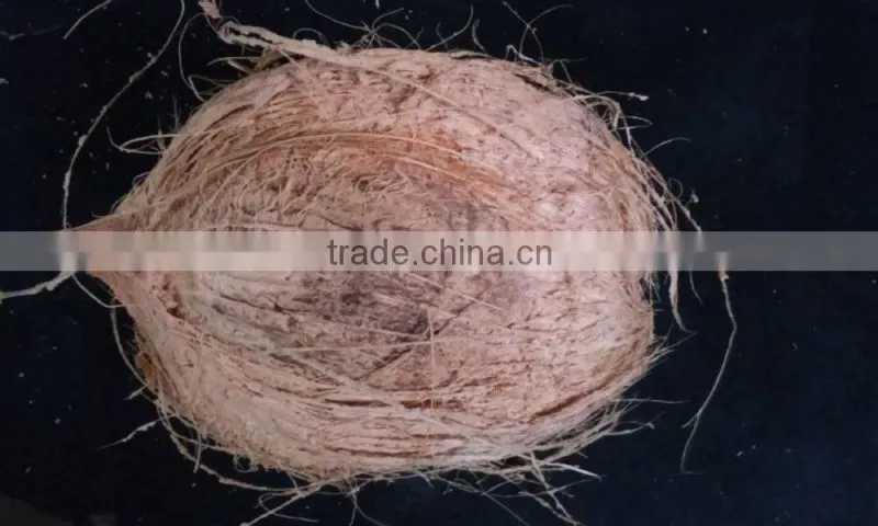 fresh coconut for export