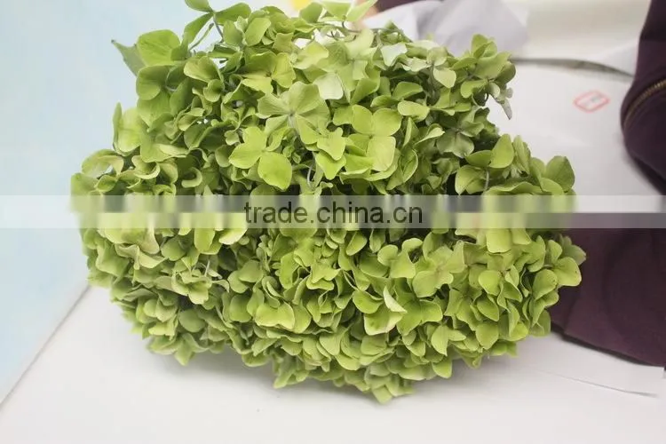 Fragrant aroma hot-sale hydrangea flower