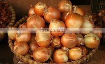 fresh shallot onion