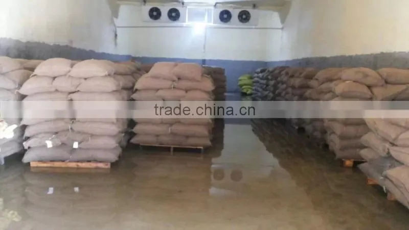 Good reputation of Chinese Fresh Chestnut in shell.