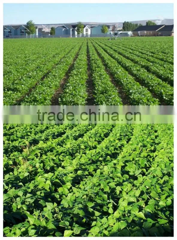 High quality white kidney beans spanish type