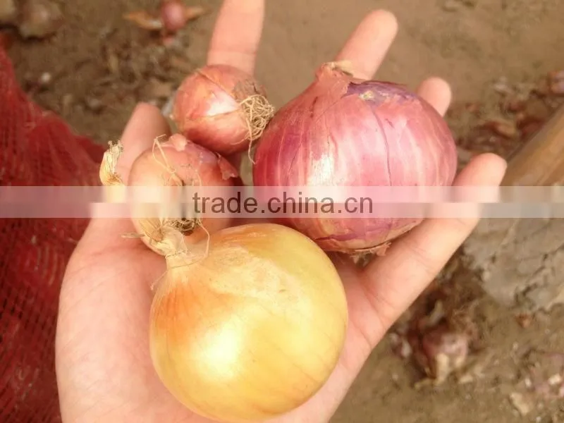 Fresh Onion Export to Dubai