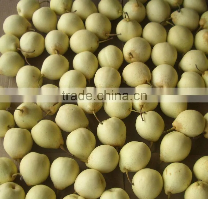 New crop of fresh ya pear for bulk purchase