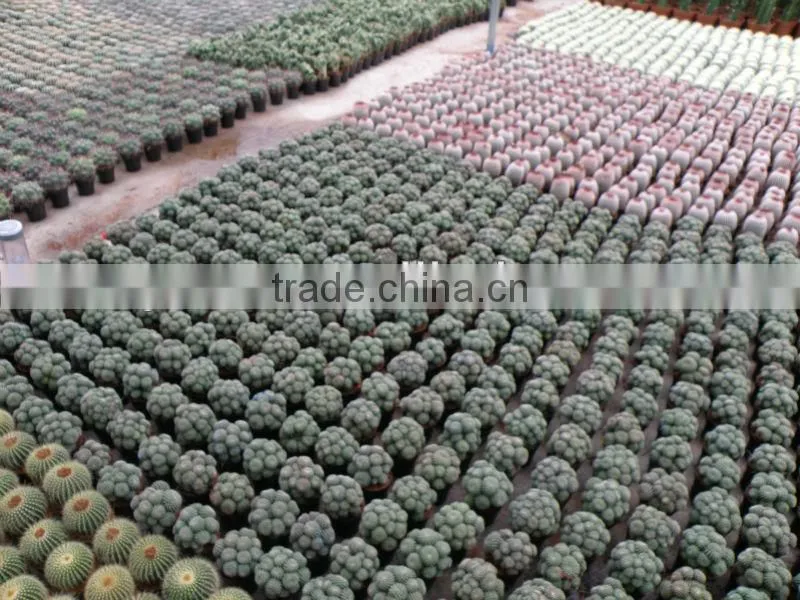 ungrafted cactus,Melocactus peruvianus