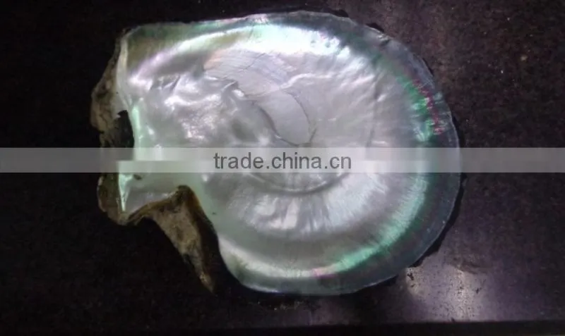 Big black lip mother of pearl raw shell products