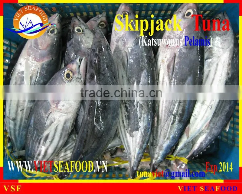 W/R FROZEN SKIPJACK TUNA