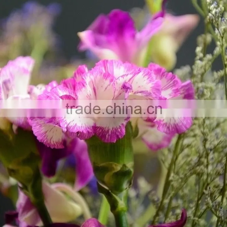 Factory Darb single head carnation