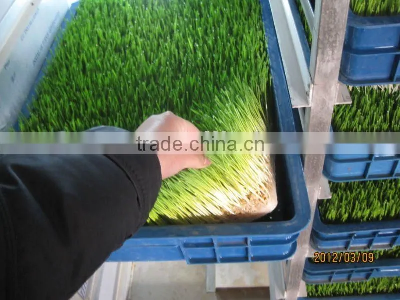 Bean /Wheat/Barley Seedling Machine/Animal Fodder Machine