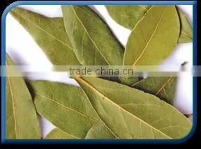 Senna Leaves