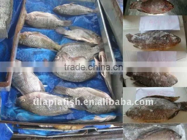 Fresh Water Gutted& Scaled Tilapia