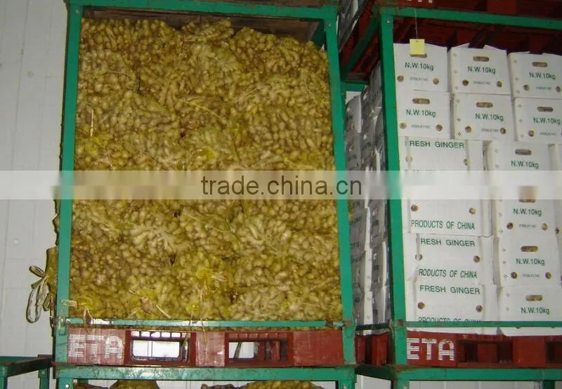 Yellow Fresh Ginger/Organic Ginger New Crop