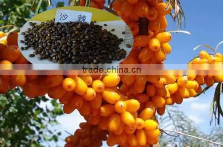 Hippophae Rhamnoides Seeds/Sea-buckthorn Seeds For Growing
