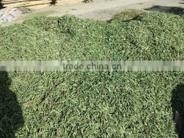China stevia fanning for herbal tea