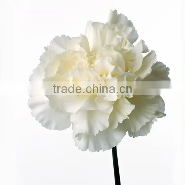 wholesale fresh cut flower of white carnation