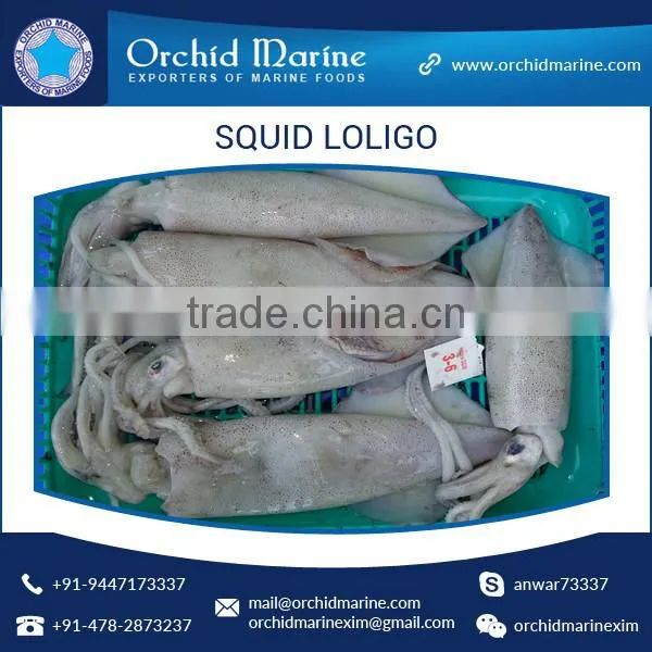 Natural Quality Frozen Pure Loligo Squid Whole Round for Wholesale Purchase