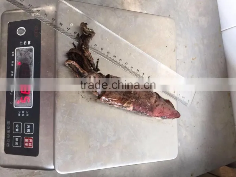Frozen balck squid