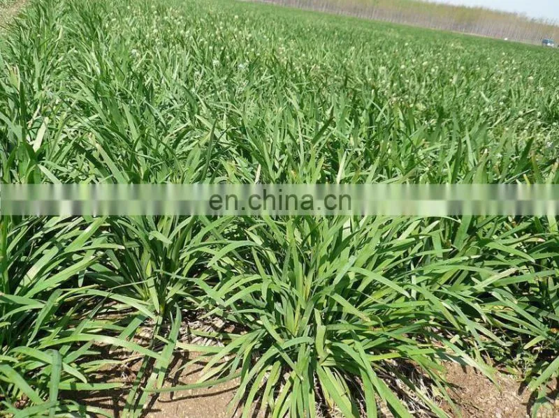 price for Green Onion Parsley Leeks chinese chives Harvester