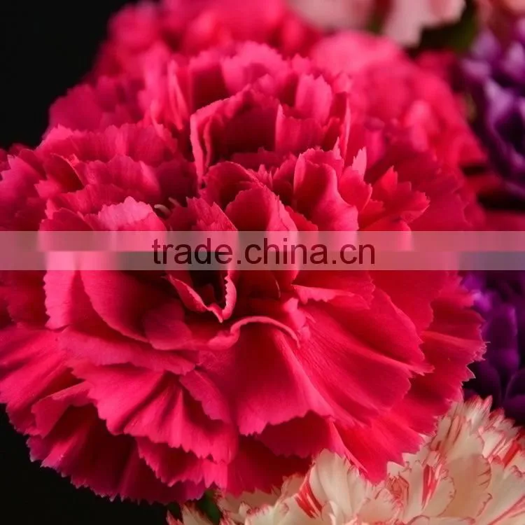 Love theme Bett exquisite supply carnation flower
