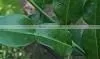 Organic Fresh Kaffir lime leaves Grade A