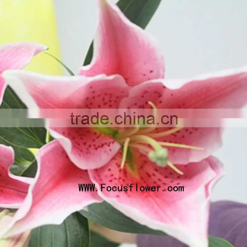 Decoration Flower Fresh Lily Flower With 1.7~3.5KG/Bundle Water Lily Flower Named As Fresh Cut Lily Tiber From Focus/Kunming