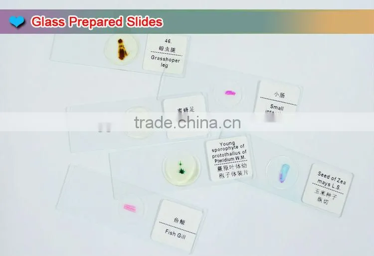 Prepared microscope plastic slides