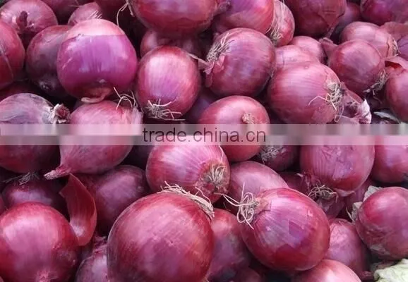 vegetable fruit sorter/fruit Vegetable sorting machine/vegetable fruit picking machine