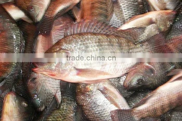 Frozen Tilapia Fish