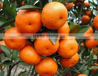 New Orange