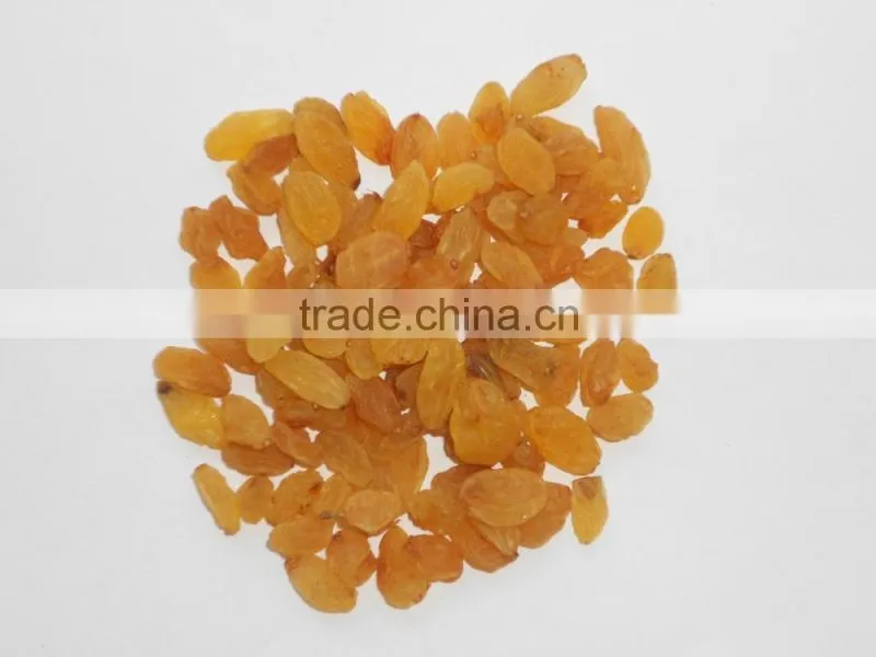 INDIAN EXPORTER YELLOW RAISIN