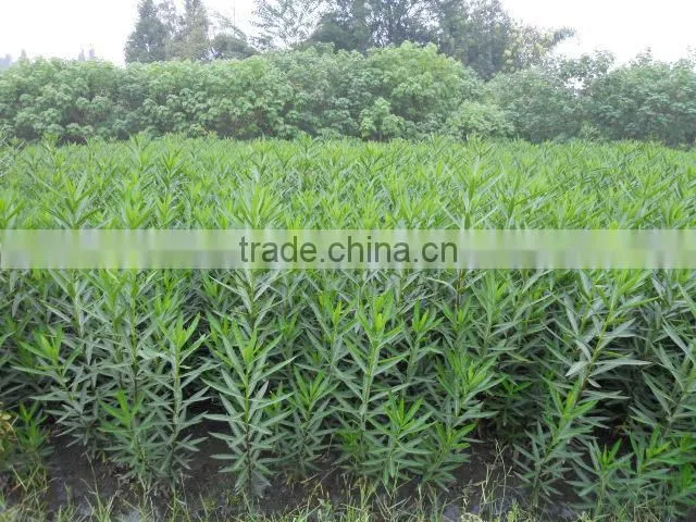 blooming Nerium indicum Milli of outdoor landscaping foliage decorative ornamental plants