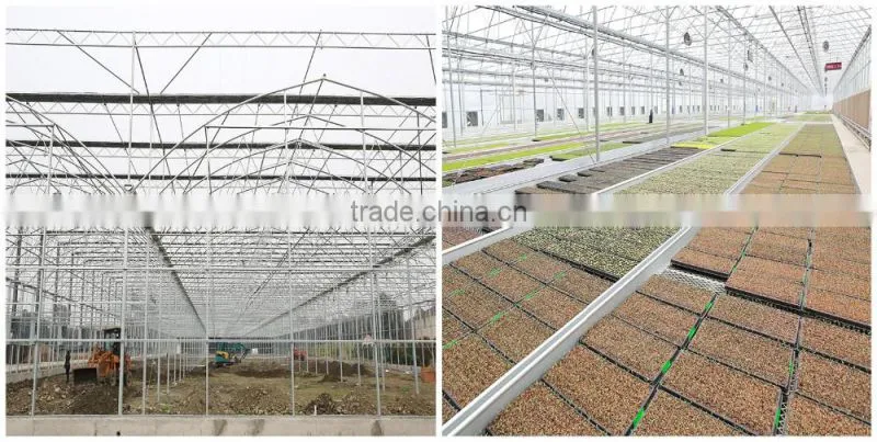 Multi-Span Agricultural Greenhouses Type and PC Sheet Cover Material Commercial Greenhouses