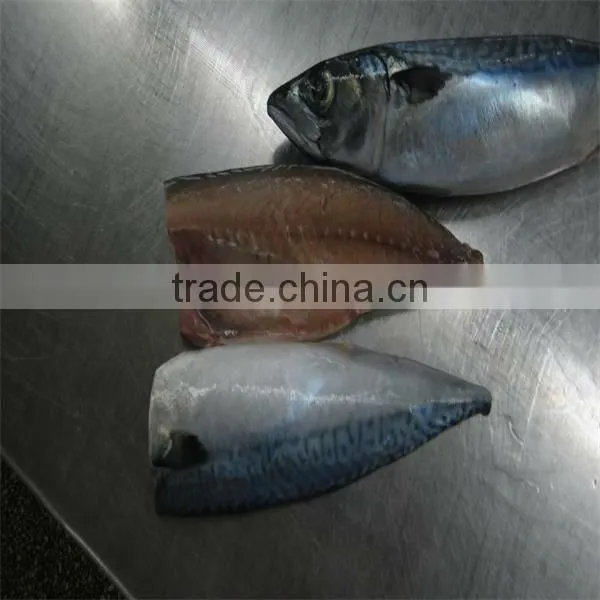 best fresh frozen mackerel fish