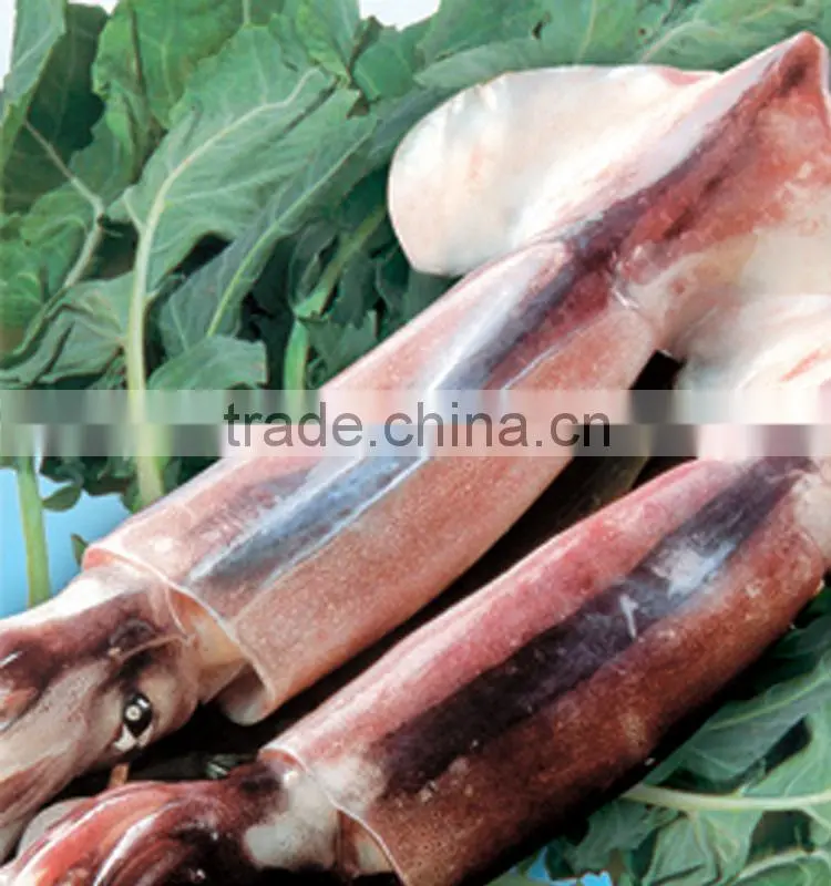 frozen squid whole