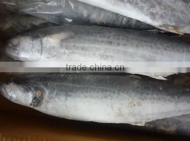 2015 frozen spanish mackerel whole round
