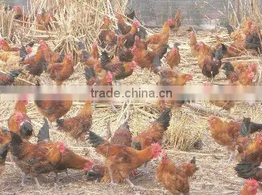 Special beneficial Bacteria for Fermentation Bed